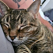 Callie is registered to the contest to win money with this photo: animal, blurred_background, cat, close_up, cozy, domestic, ears, fur, human_arm, indoor, nap, peaceful, pet, relaxation, resting, sleeping, soft_surface, tabby, tattoo, whiskers