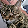 animal, blurred_background, cat, close_up, cozy, domestic, ears, fur, human_arm, indoor, nap, peaceful, pet, relaxation, resting, sleeping, soft_surface, tabby, tattoo, whiskers
