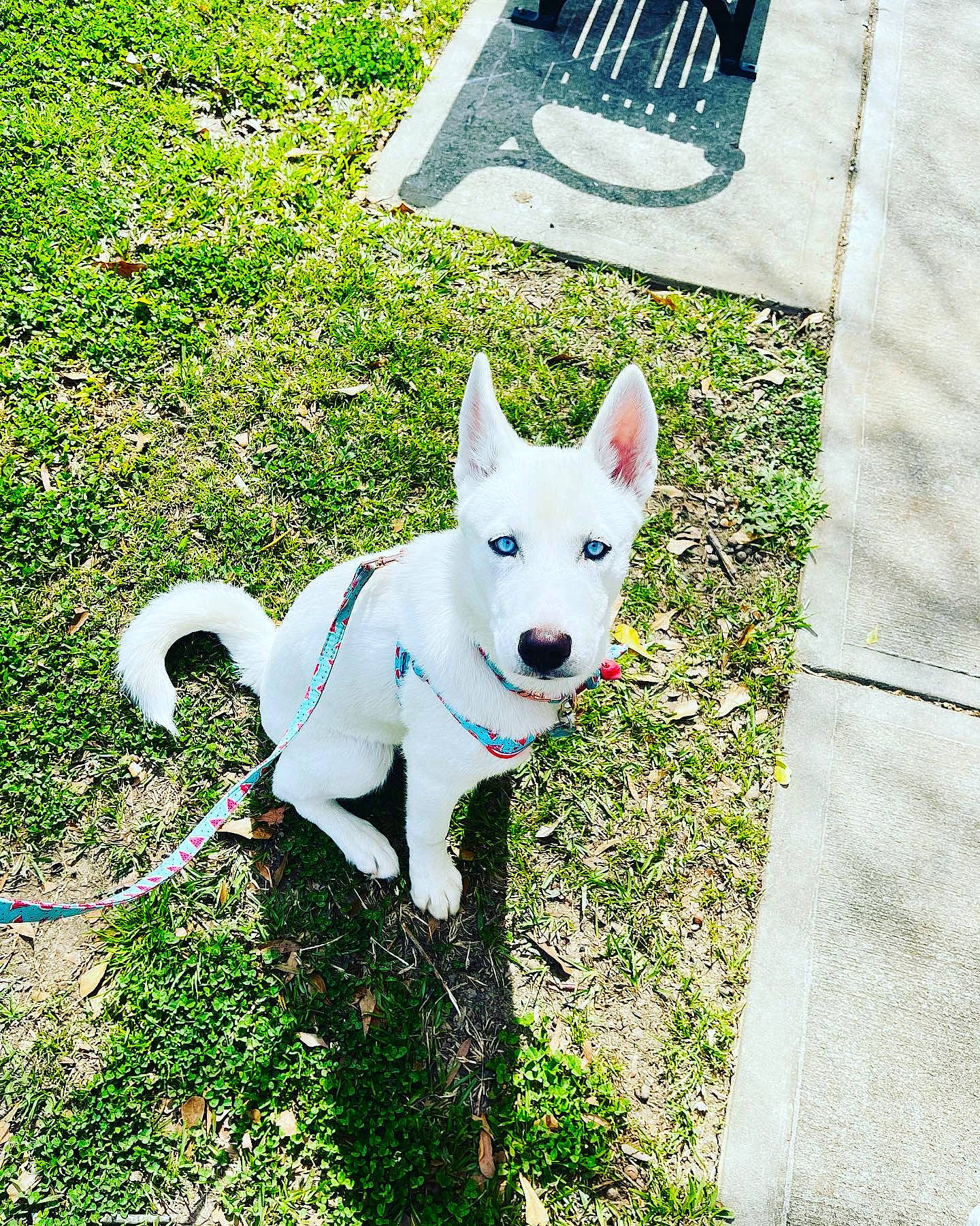 Yue is registered to the contest to win money with this photo: ancient_dog_breeds, canidae, carnivore, collar, companion_dog, dog, dog_breed, dog_collar, electric_blue, fashion_accessory, fawn, grass, kitchen_utensil, non_sporting_group, plant, sporting_group, tail, working_animal