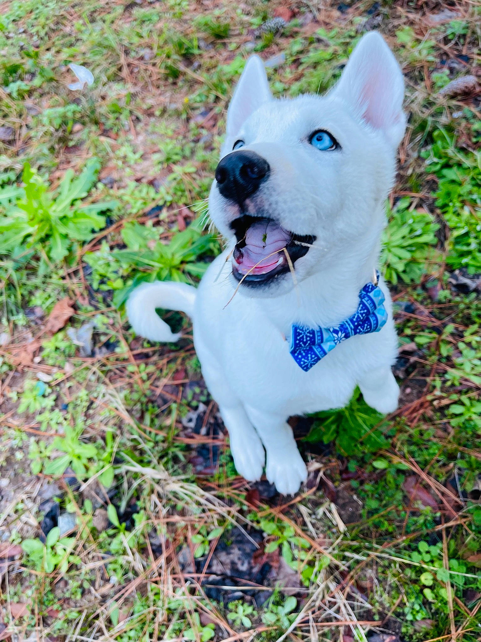 Yue joined the competition — help win amazing prizes! canidae, carnivore, collar, companion_dog, dog, dog_breed, dog_collar, dog_supply, electric_blue, fashion_accessory, fawn, grass, groundcover, pet_supply, plant, snout, sporting_group, tail, tree, working_animal