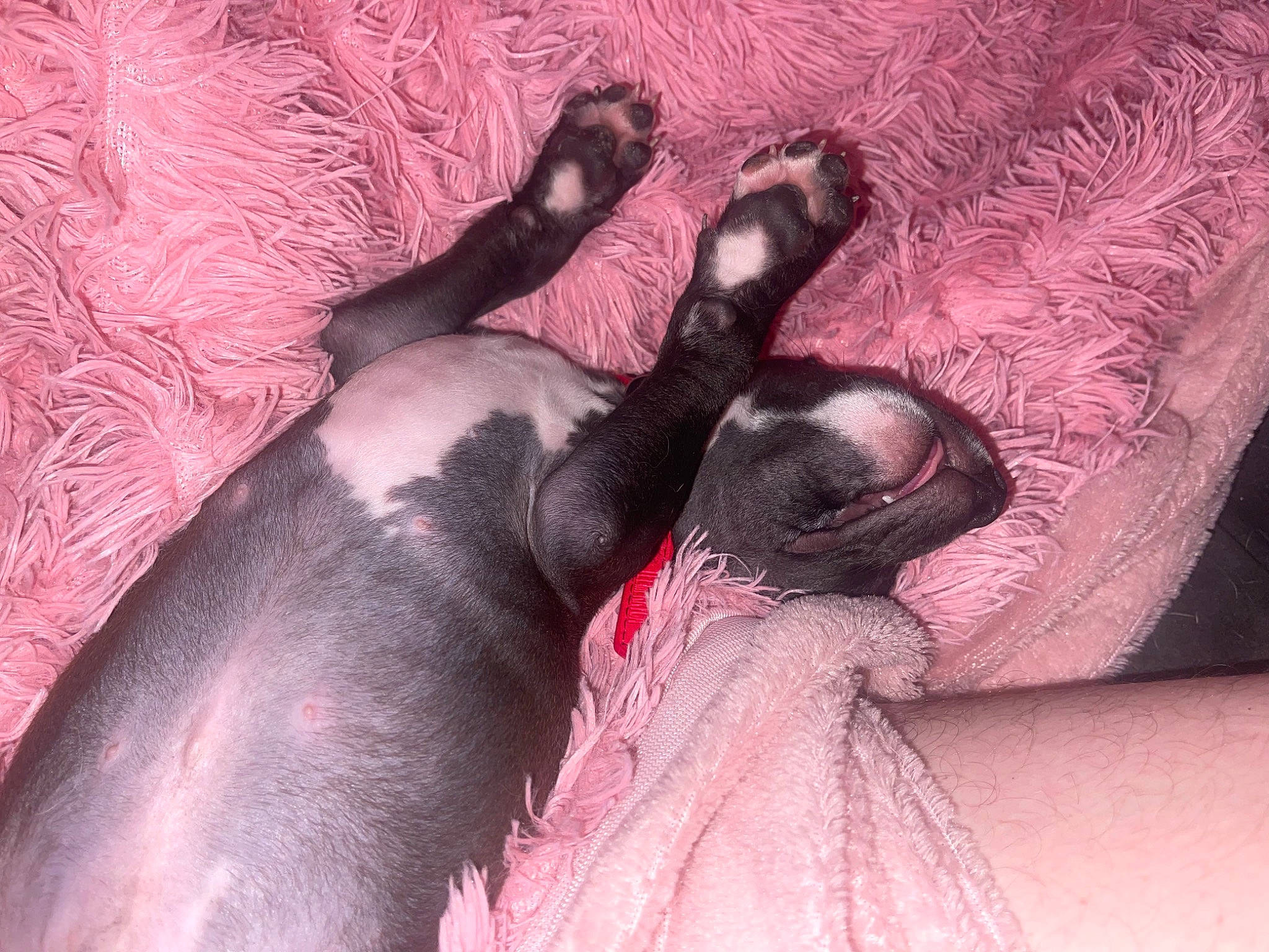 Forest is registered to the contest to win money with this photo: canidae, carnivore, comfort, companion_dog, couch, dog, dog_breed, fawn, foot, fur, grey, liver, paw, pink, snout, sporting_group, tail, terrestrial_animal, whiskers, working_animal