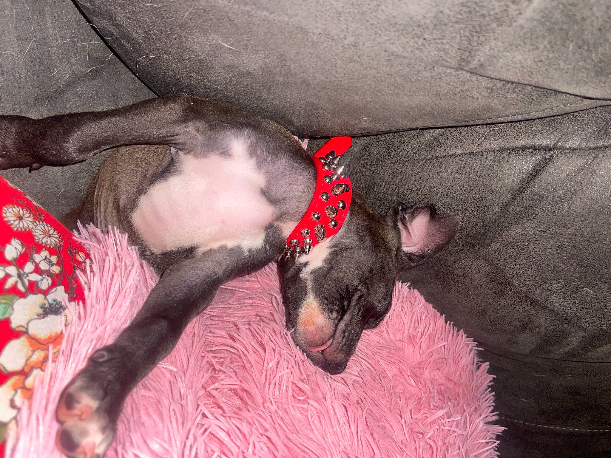 Forest is registered to the contest to win money with this photo: canidae, carmine, carnivore, comfort, companion_dog, dog, dog_breed, dog_supply, fawn, foot, fur, grey, human_leg, liver, nap, non_sporting_group, paw, sporting_group, tail, working_animal