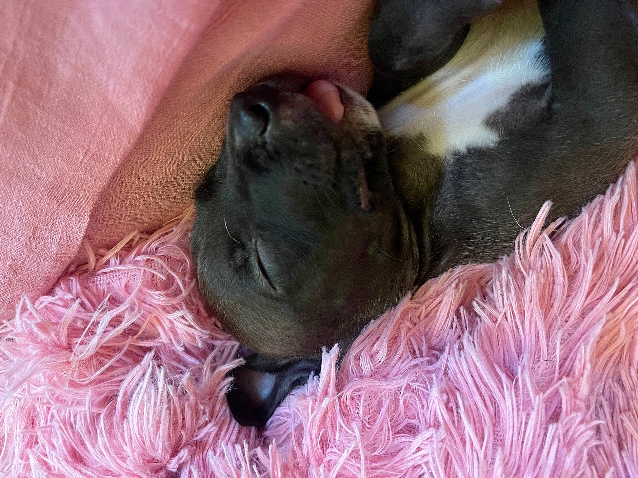 Forest is registered to the contest to win money with this photo: canidae, carnivore, claw, comfort, companion_dog, dog, dog_breed, fawn, fur, liver, mammal, nap, pink, small_to_medium_sized_cats, snout, sporting_group, terrestrial_animal, vertebrate, whiskers, working_animal