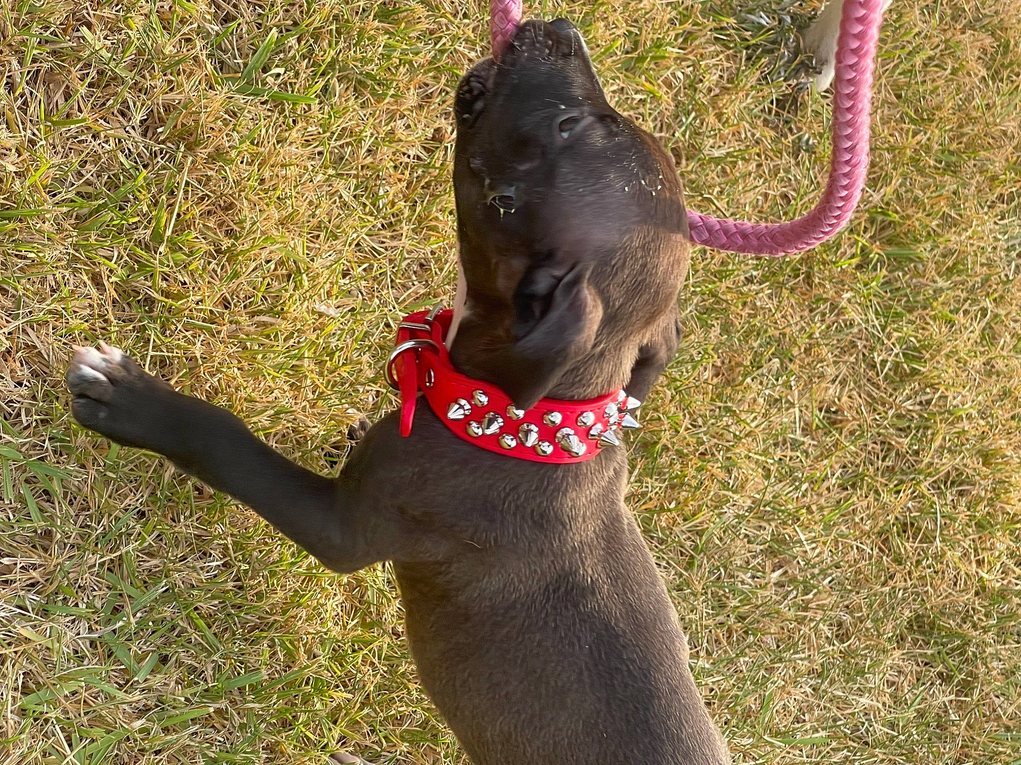 Forest joined the competition — help win amazing prizes! carnivore, collar, companion_dog, dog, dog_breed, dog_collar, dog_supply, fashion_accessory, fawn, grass, leash, liver, pet_supply, plant, sporting_group, sunglasses, tail, terrestrial_animal, whiskers, working_animal