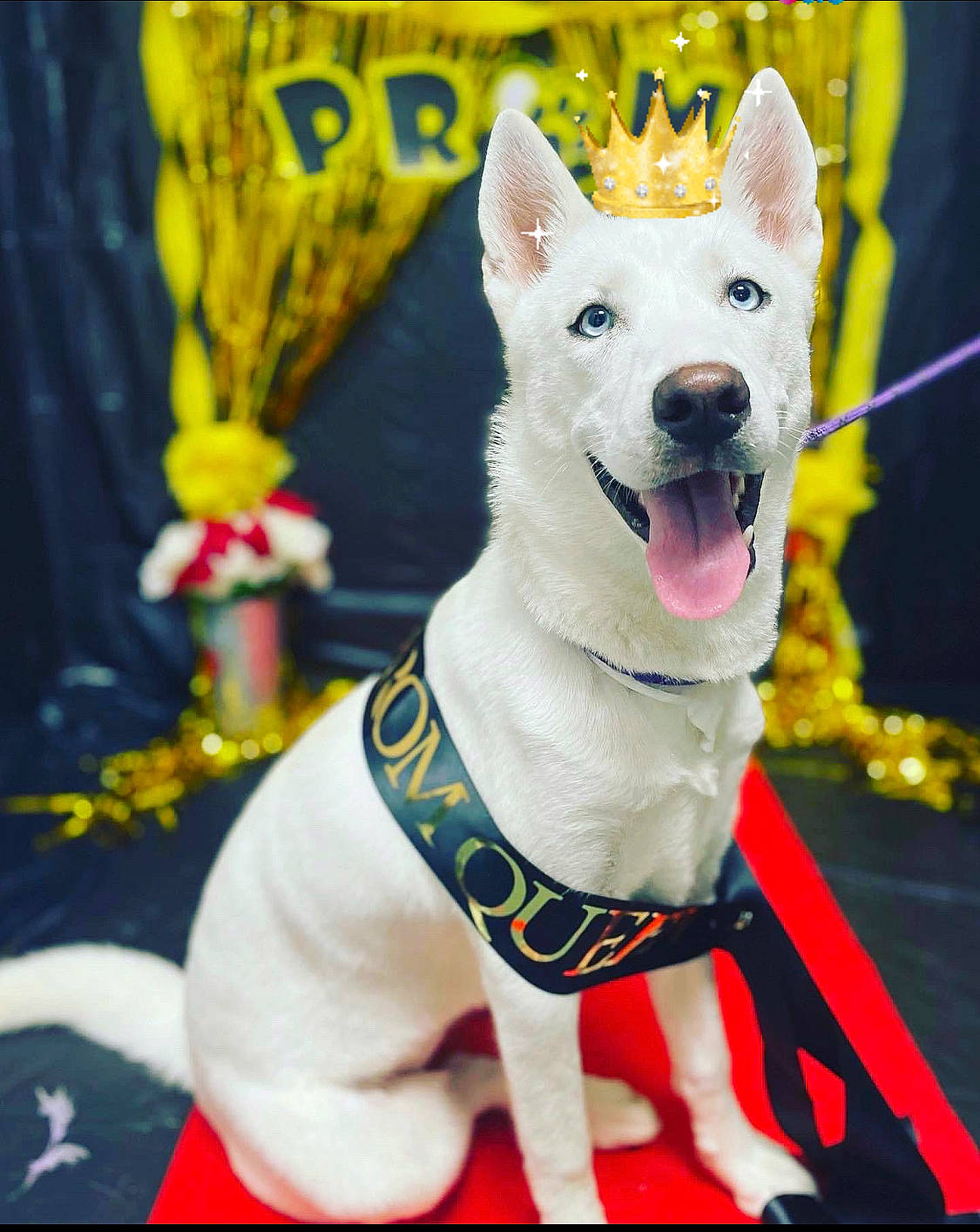 Princess Yue is registered to the contest to win money with this photo: ancient_dog_breeds, canidae, carnivore, collar, companion_dog, dog, dog_breed, dog_collar, dog_supply, fashion_accessory, font, fur, non_sporting_group, pet_supply, photo_caption, snout, tail, terrestrial_animal