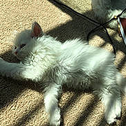 Stormi joined the competition — help win amazing prizes! kitten, cat, white_fur, carpet, sunlight, shadow, animal, pet, fluffy, relaxing, indoor, cute, feline, laying_down, cozy, soft, whiskers, ears, paws, resting