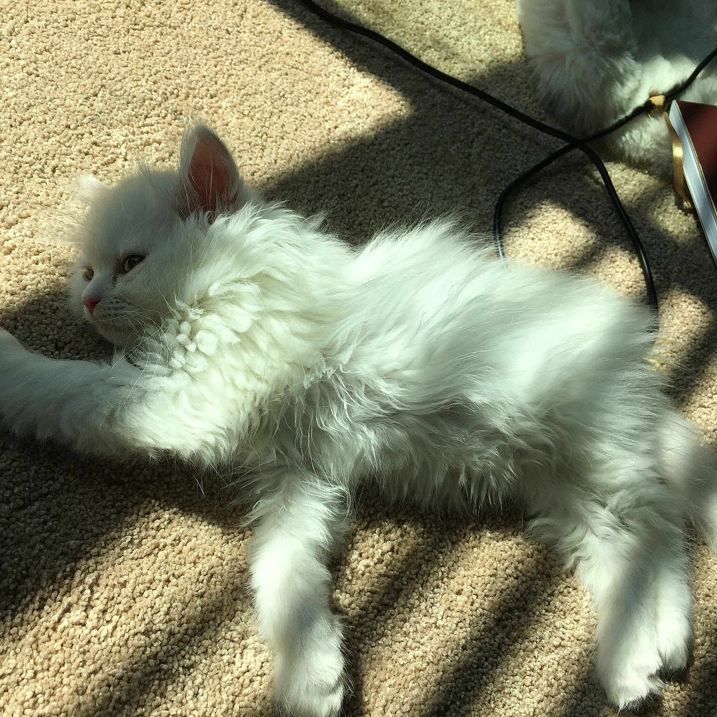 Stormi joined the competition — help win amazing prizes! kitten, cat, white_fur, carpet, sunlight, shadow, animal, pet, fluffy, relaxing, indoor, cute, feline, laying_down, cozy, soft, whiskers, ears, paws, resting