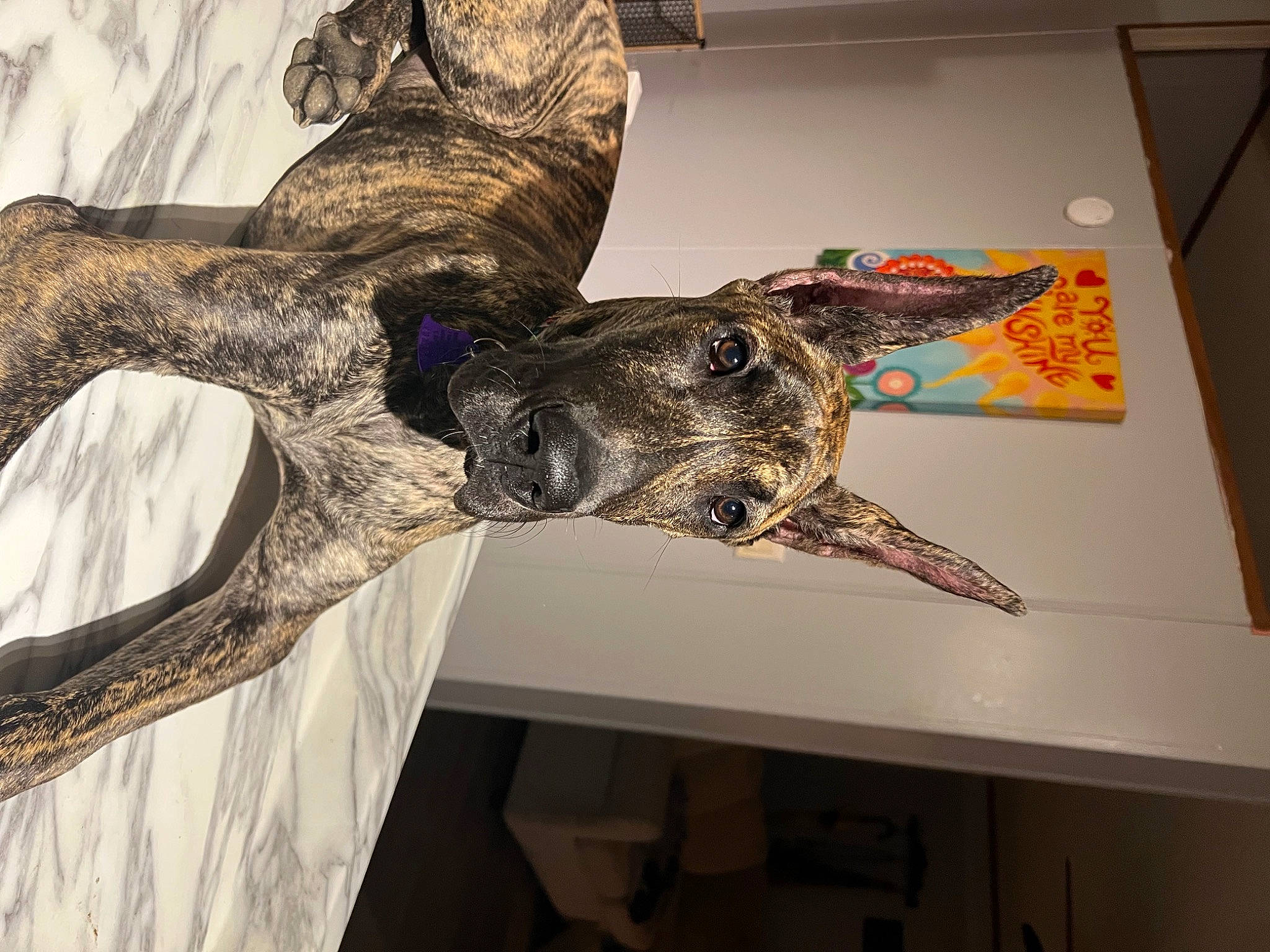 Zyla joined the competition — help win amazing prizes! art, artifact, automotive_design, event, fashion_design, feather, fossil, fur, hat, metal, military_camouflage, pattern, room, sculpture, statue, tourist_attraction, tree, visual_arts, wing, wood