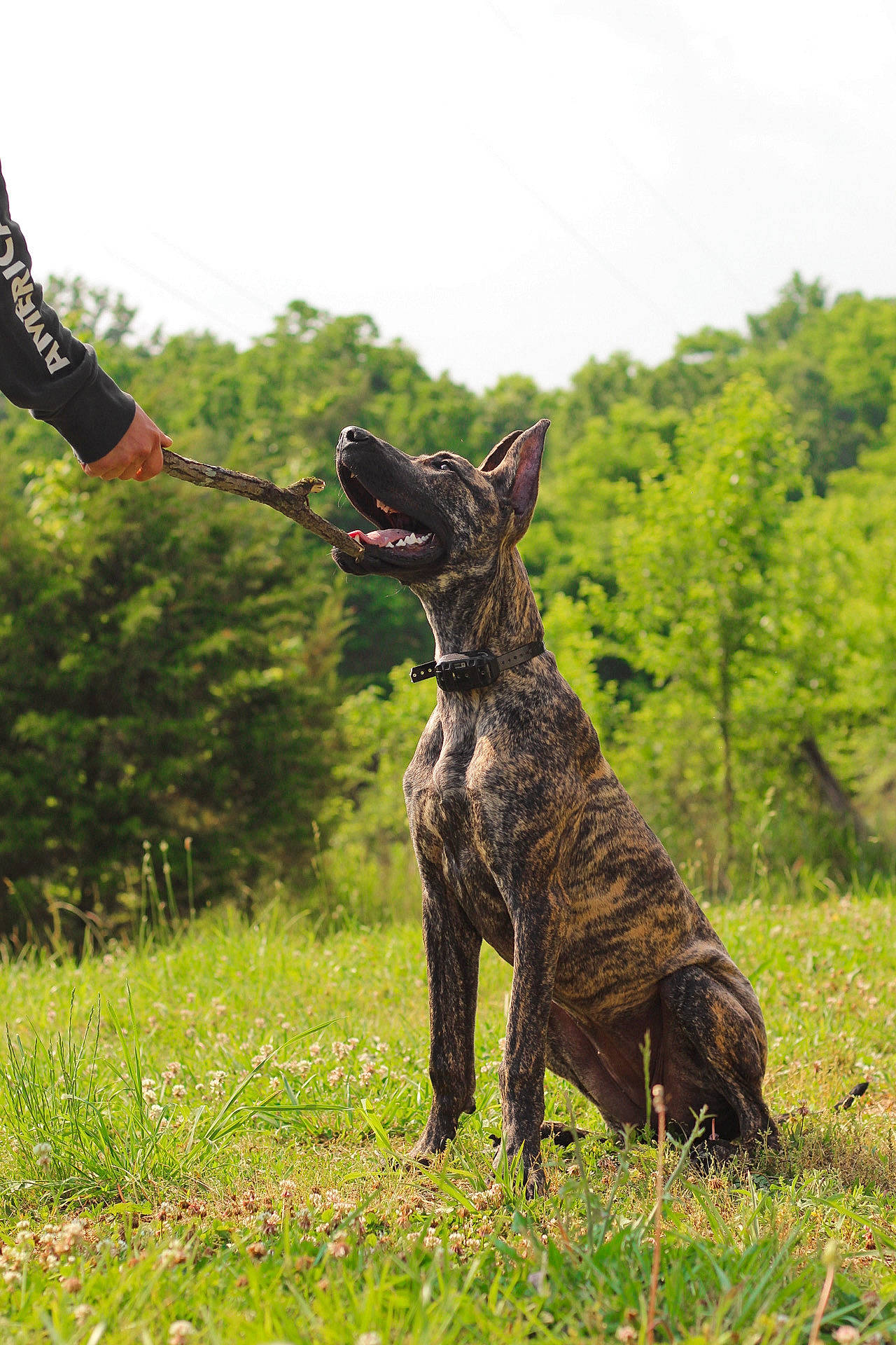 Zyla is registered to the contest to win money with this photo: canidae, carnivore, collar, companion_dog, dog, dog_breed, dog_collar, fawn, gesture, grass, grassland, liver, plant, sky, snout, sporting_group, tail, terrestrial_animal, tree, working_animal