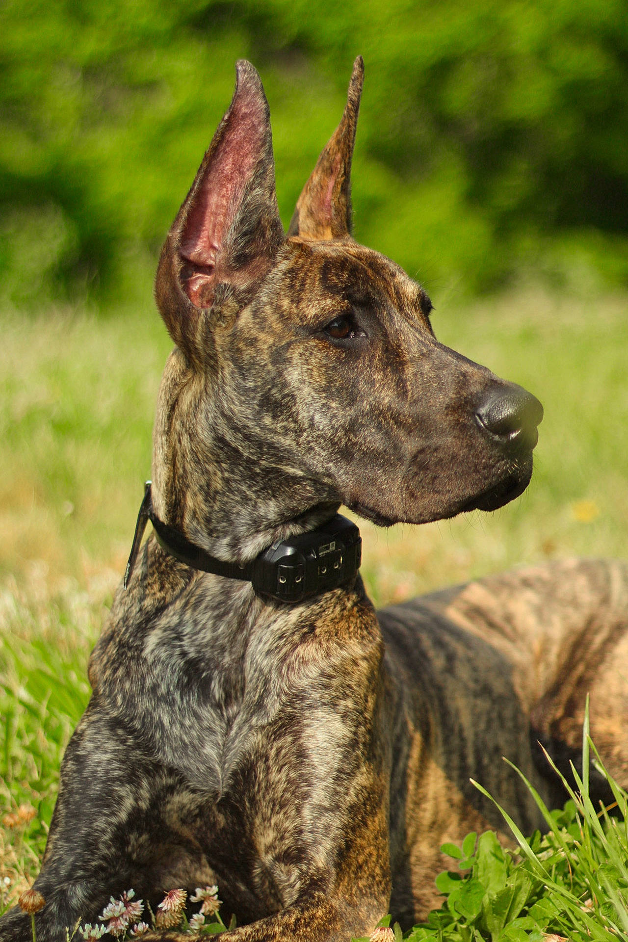 Zyla joined the competition — help win amazing prizes! ancient_dog_breeds, biting, carnivore, collar, dog, dog_breed, dog_collar, grass, guard_dog, hunting_dog, liver, plant, snout, sporting_group, terrestrial_animal, treeing_tennessee_brindle, wildlife, working_animal, working_dog