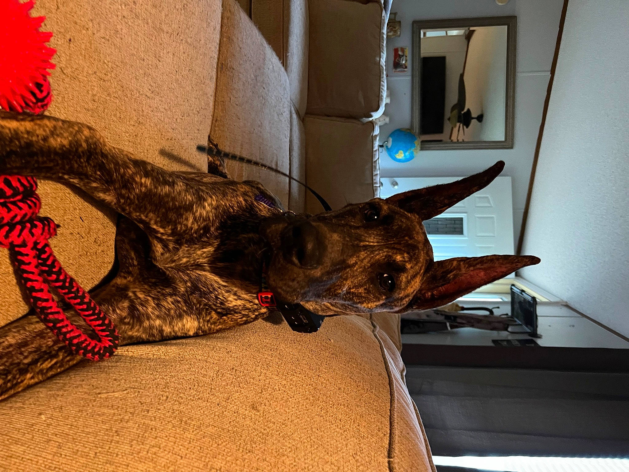 Zyla is registered to the contest to win money with this photo: canidae, carnivore, couch, dog, dog_breed, domestic_short_haired_cat, fawn, felidae, flooring, fur, plant, room, small_to_medium_sized_cats, snout, sporting_group, tail, tree, window, wood, working_animal