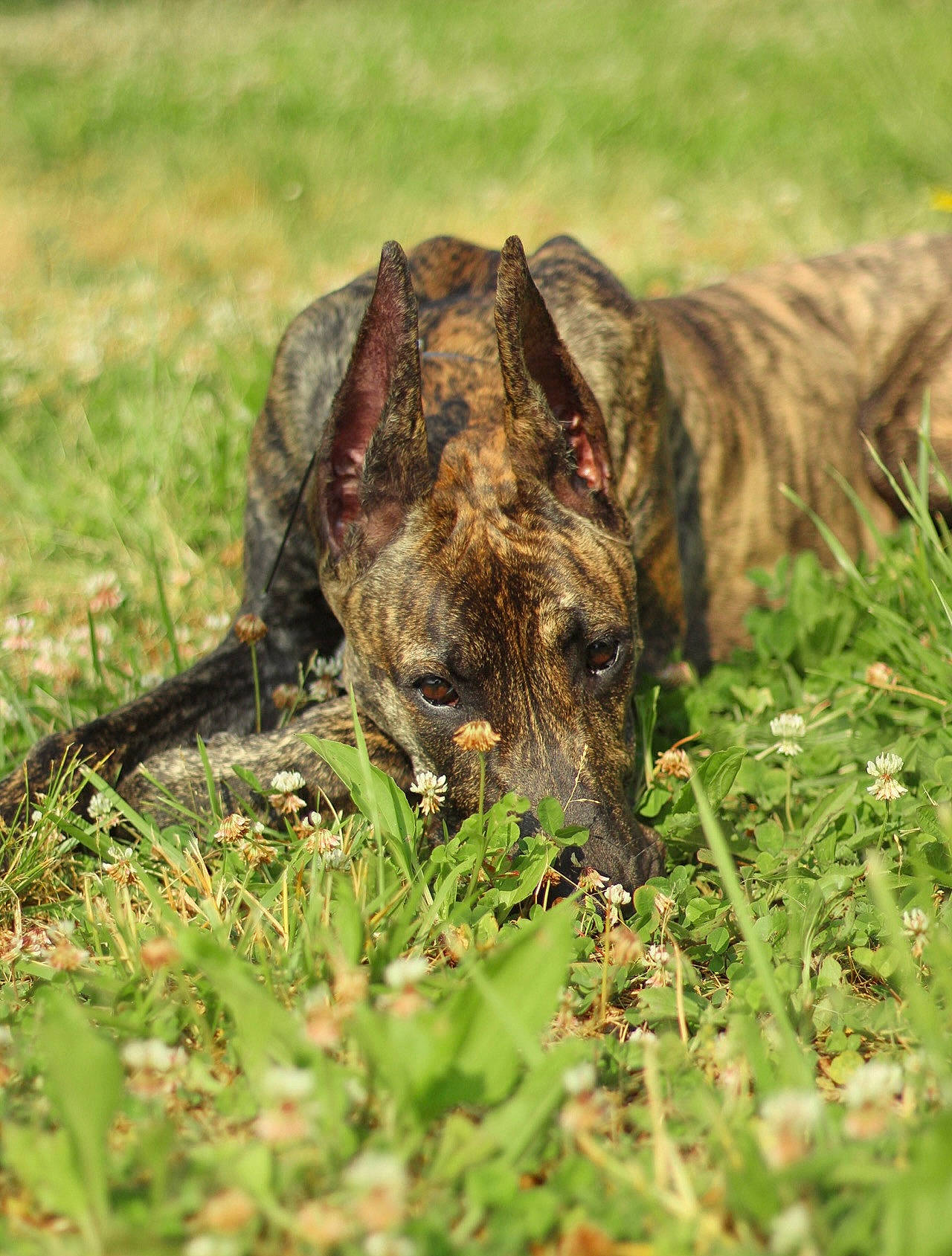 Zyla joined the competition — help win amazing prizes! canidae, carnivore, cimarron_uruguayo, dog, dog_breed, dogo_sardesco, fawn, grass, grassland, herding_dog, plant, snout, sporting_group, terrestrial_animal, treeing_tennessee_brindle, whiskers, working_animal, working_dog