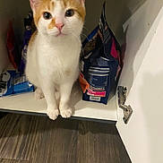 Leo joined the competition — help win amazing prizes! cat, orange_and_white, pet_food, cabinet, curious, indoor, floor, wooden_floor, open_cabinet, pet, animal, fur, whiskers, ears, paws, looking_at_camera, domestic_cat, kitten, curiosity, home