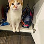 cat, orange_and_white, pet_food, cabinet, curious, indoor, floor, wooden_floor, open_cabinet, pet, animal, fur, whiskers, ears, paws, looking_at_camera, domestic_cat, kitten, curiosity, home