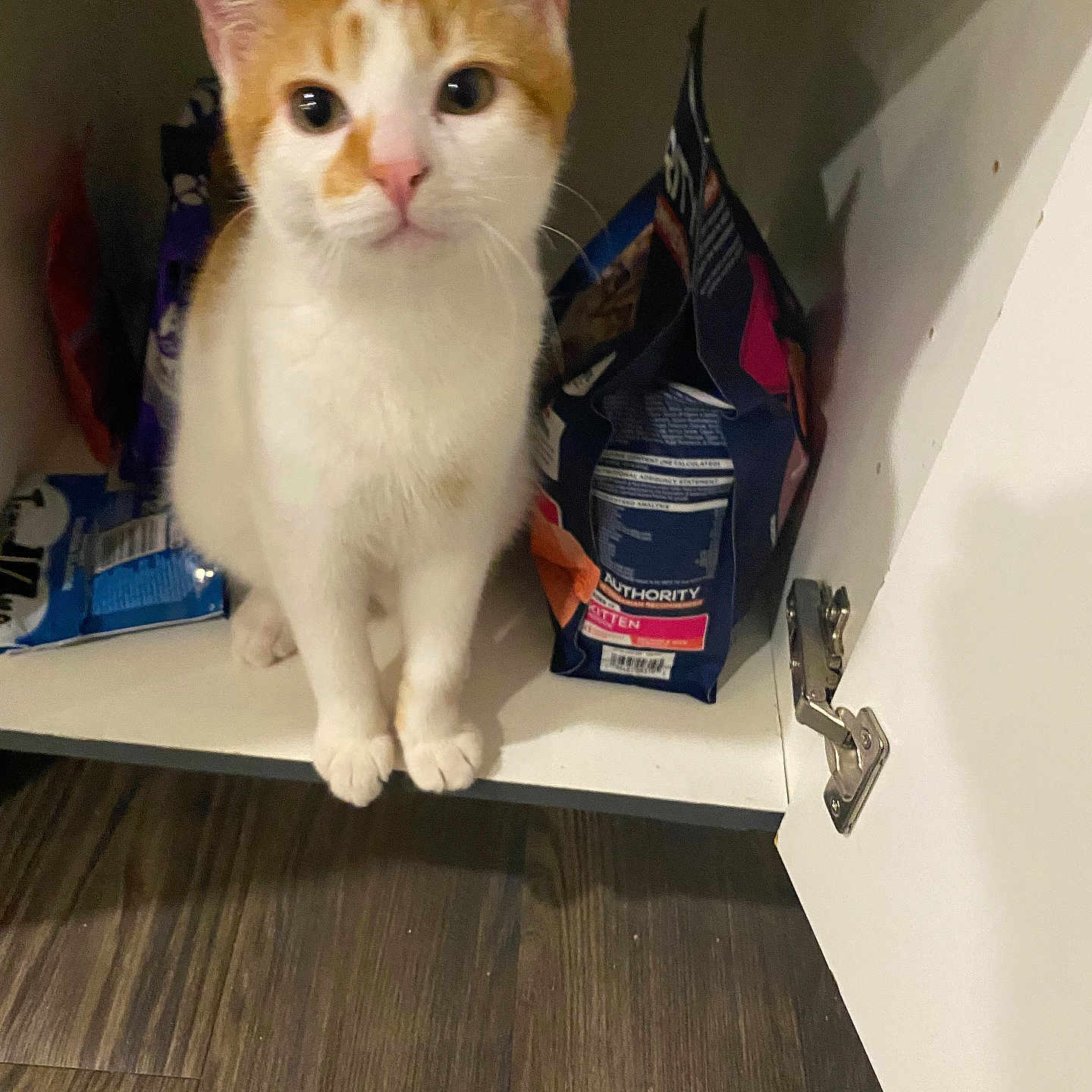 Leo joined the competition — help win amazing prizes! animal, cabinet, cat, curiosity, curious, domestic_cat, ears, floor, fur, home, indoor, kitten, looking_at_camera, open_cabinet, orange_and_white, paws, pet, pet_food, whiskers, wooden_floor