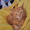 kitten, cat, orange_cat, furry, sleepy, blanket, yellow_blanket, cozy, indoor, living_room, socks, feet, furniture, relaxation, pet, cute, small_animal, fur, resting, comfort