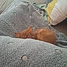 Bounty participe au concours pour gagner de l'argent avec cette photo : kitten, cat, blanket, couch, furniture, orange_fur, cozy, resting, sleeping, pet, indoor, soft_texture, pillows, home, comfort, animal, fur, relaxation, small_animal, domestic_pet