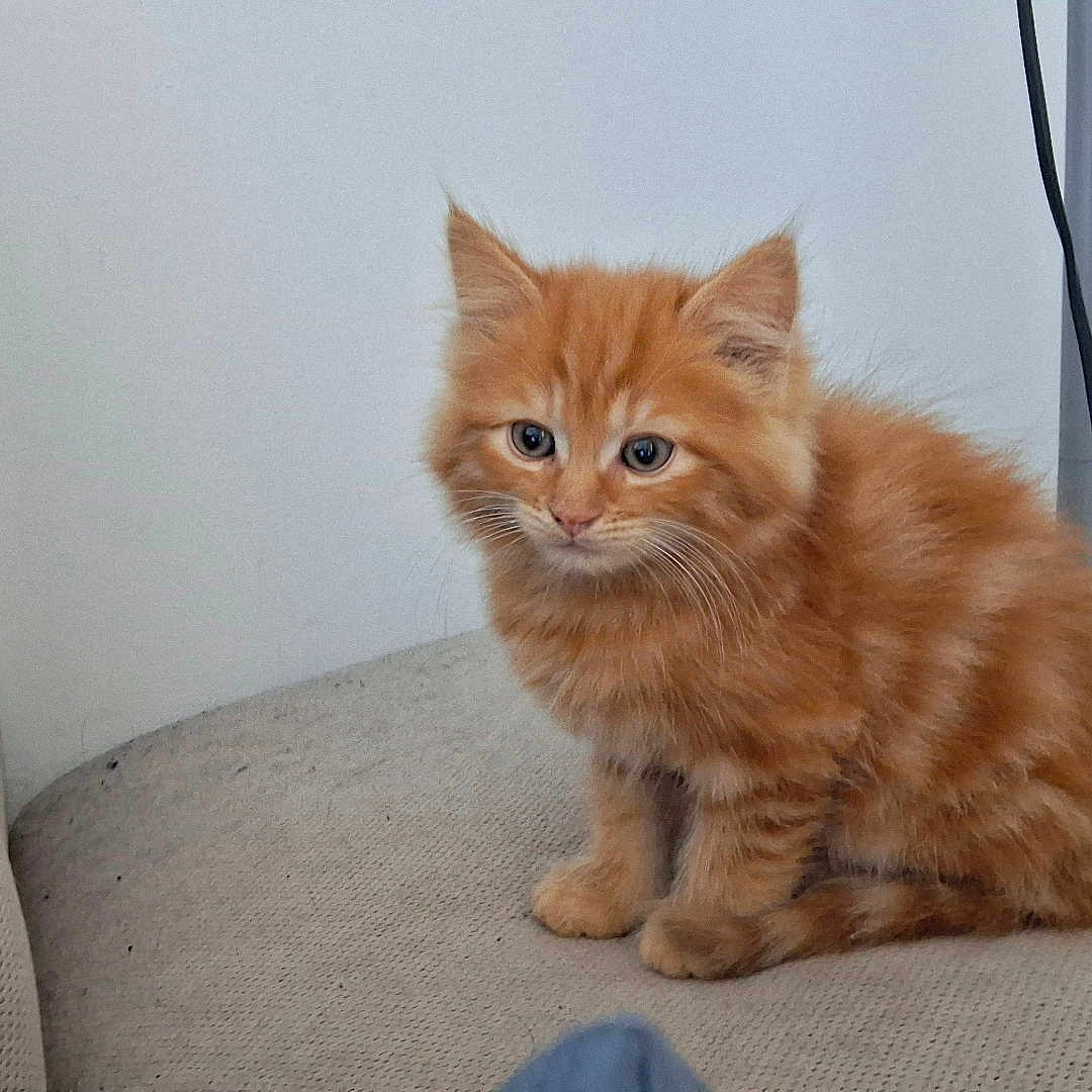 Bounty a rejoint le concours — aidez-le/la à gagner de superbes lots ! kitten, cat, orange_cat, fluffy, pet, indoor, cushion, chair, feline, cute, young_cat, animal, domestic_cat, whiskers, ears, fur, small, sitting, curious, cozy