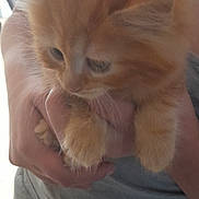 Bounty a rejoint le concours — aidez-le/la à gagner de superbes lots ! kitten, orange_cat, fluffy, pet, cute, animal, feline, young_cat, indoor, person, holding, gray_clothing, tank_top, paws, curious, soft_light, casual, domestic, close_up, cuddle
