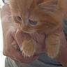 kitten, orange_cat, fluffy, pet, cute, animal, feline, young_cat, indoor, person, holding, gray_clothing, tank_top, paws, curious, soft_light, casual, domestic, close_up, cuddle
