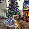 bokeh, bone, carpet, christmas_tree, decorations, dog, dog_face, furniture, holiday, living_room, mirror, ornaments, picture_frame, presents, snow_scene, toy, tree_lights, tree_skirt, tv, wooden_floor