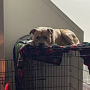 Diesel is registered to the contest to win money with this photo: dog, crate, blanket, indoor, pet, resting, furniture, home, cozy, animal, canine, relaxed, brown_dog, cage, comfort, floor, quiet, domestic, walls, soft_light