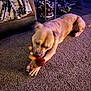 dog, toy, carpet, indoor, pet_crate, blanket, couch, playing, brown_dog, motion_blur, floor, chewing, animal, pet, home, furniture, relaxation, cozy, stuffed_toy, canine