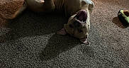 Diesel is registered to the contest to win money with this photo: animal, background, canine, carpet, dog, ears, floor, fur, happy, home, indoor, light, mouth_open, pet, pet_toy, playful, relaxed, room, shadow, toy