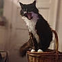 Mow Mow is registered to the contest to win money with this photo: cat, black_and_white, fluffy, yawning, wicker_basket, indoor, pet, animal, feline, sitting, white_paws, long_hair, home, door, furniture, cozy, domestic, cute, portrait, whiskers