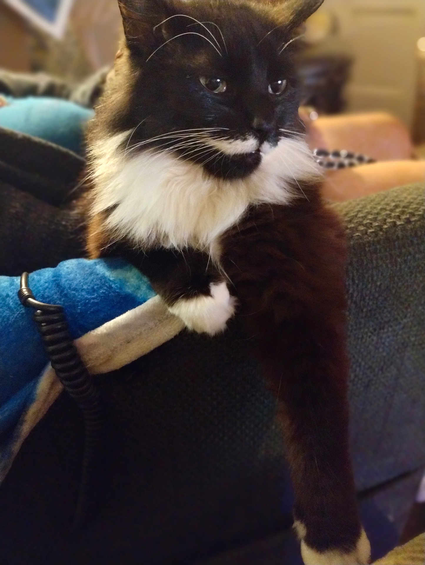 Mow Mow joined the competition — help win amazing prizes! cat, black_and_white, fluffy, feline, pet, domestic_animal, sitting, couch, blanket, indoor, cozy, whiskers, paw, fur, relaxed, home, closeup, animal, mammal, cute