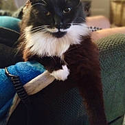 Mow Mow is registered to the contest to win money with this photo: cat, tuxedo_cat, black_and_white, fluffy, paw, couch, furniture, indoor, pet, animal, relaxed, close_up, whiskers, fur, domestic_cat, mammal, household, resting, cute, companion