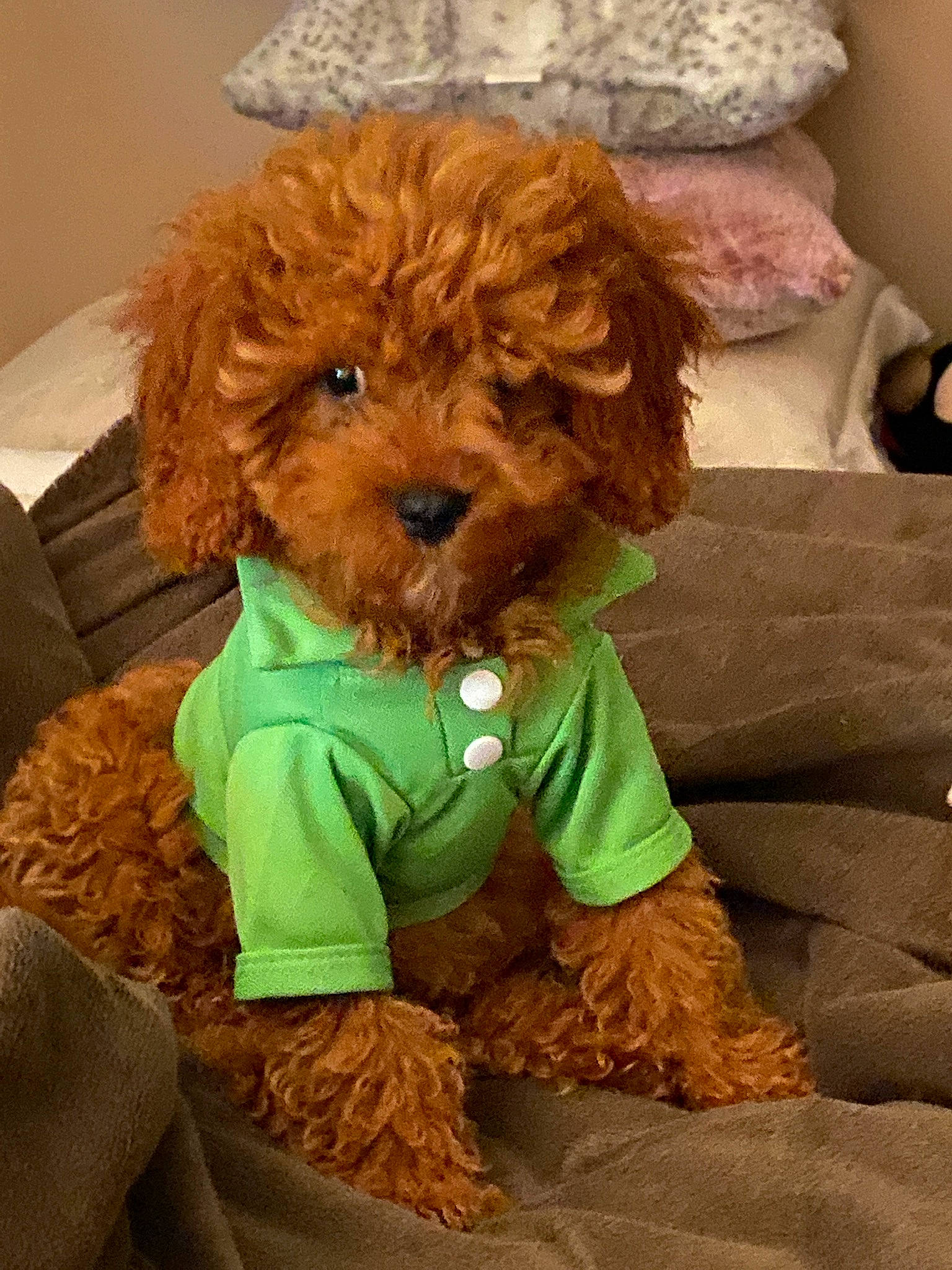 Theodore is registered to the contest to win money with this photo: brown, canidae, carnivore, companion_dog, dog, dog_breed, dog_clothes, dog_supply, fawn, fur, labradoodle, liver, snout, sporting_group, stuffed_toy, terrier, toy, toy_dog, water_dog, working_animal