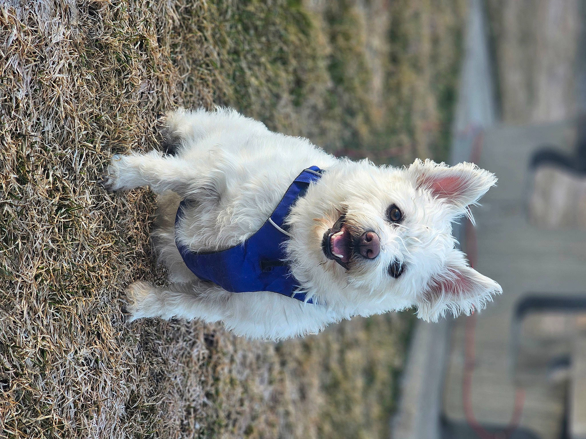 Ninja joined the competition — help win amazing prizes! canidae, carnivore, collar, companion_dog, dog, dog_breed, dog_collar, dog_supply, electric_blue, fashion_accessory, fawn, fur, leash, small_terrier, snout, sporting_group, tail, terrier, toy_dog, working_animal