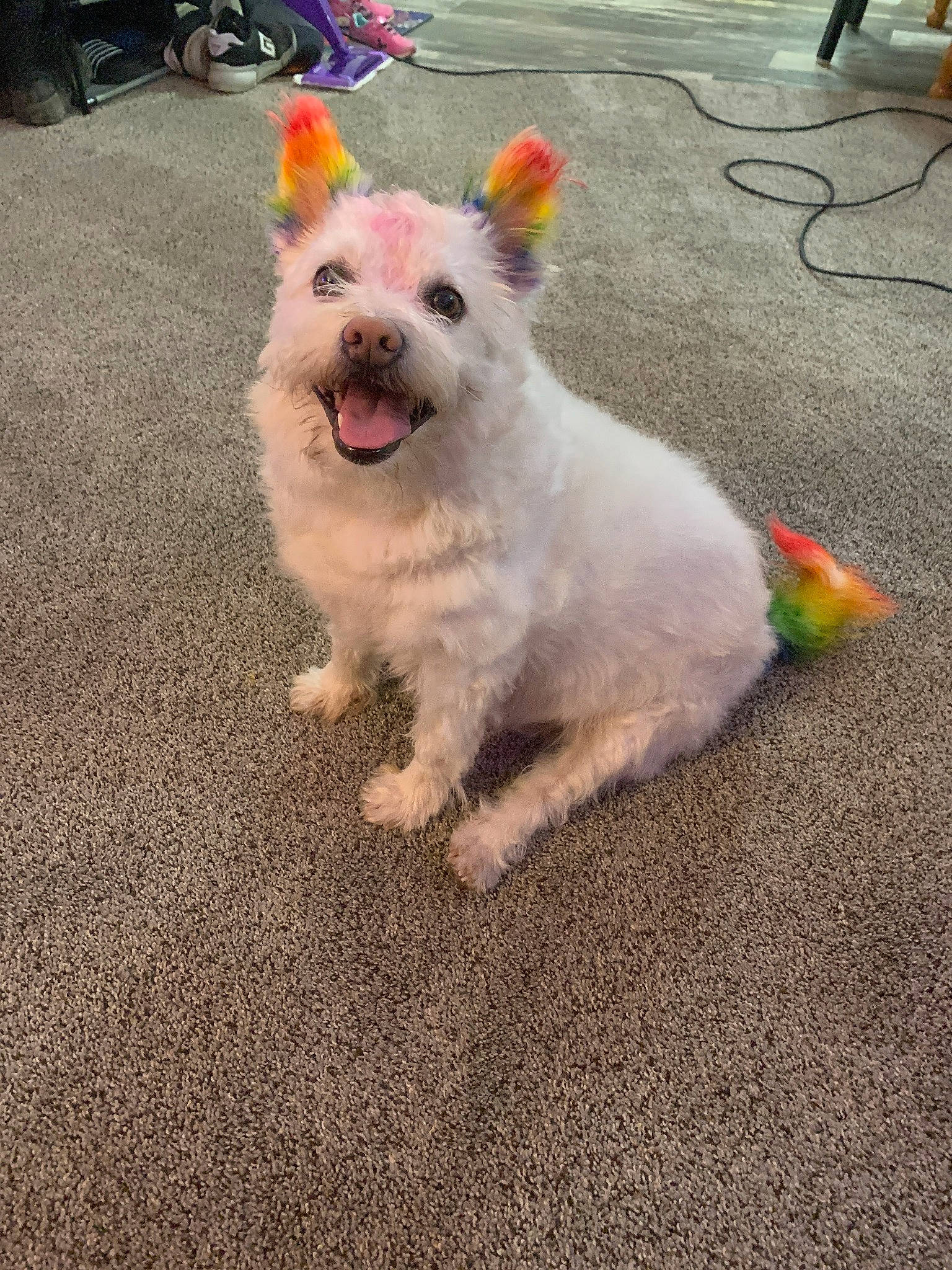 Ninja joined the competition — help win amazing prizes! asphalt, canidae, carnivore, collar, companion_dog, dog, dog_breed, dog_clothes, dog_supply, fur, road_surface, sidewalk, small_terrier, snout, sporting_group, tail, terrier, toy_dog, wheel, working_animal