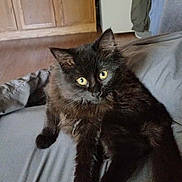 Stella is registered to the contest to win money with this photo: cat, black_cat, pet, animal, indoor, feline, fur, yellow_eyes, curious, relaxed, couch, home, cozy, domestic, mammal, whiskers, ears, paws, looking, resting