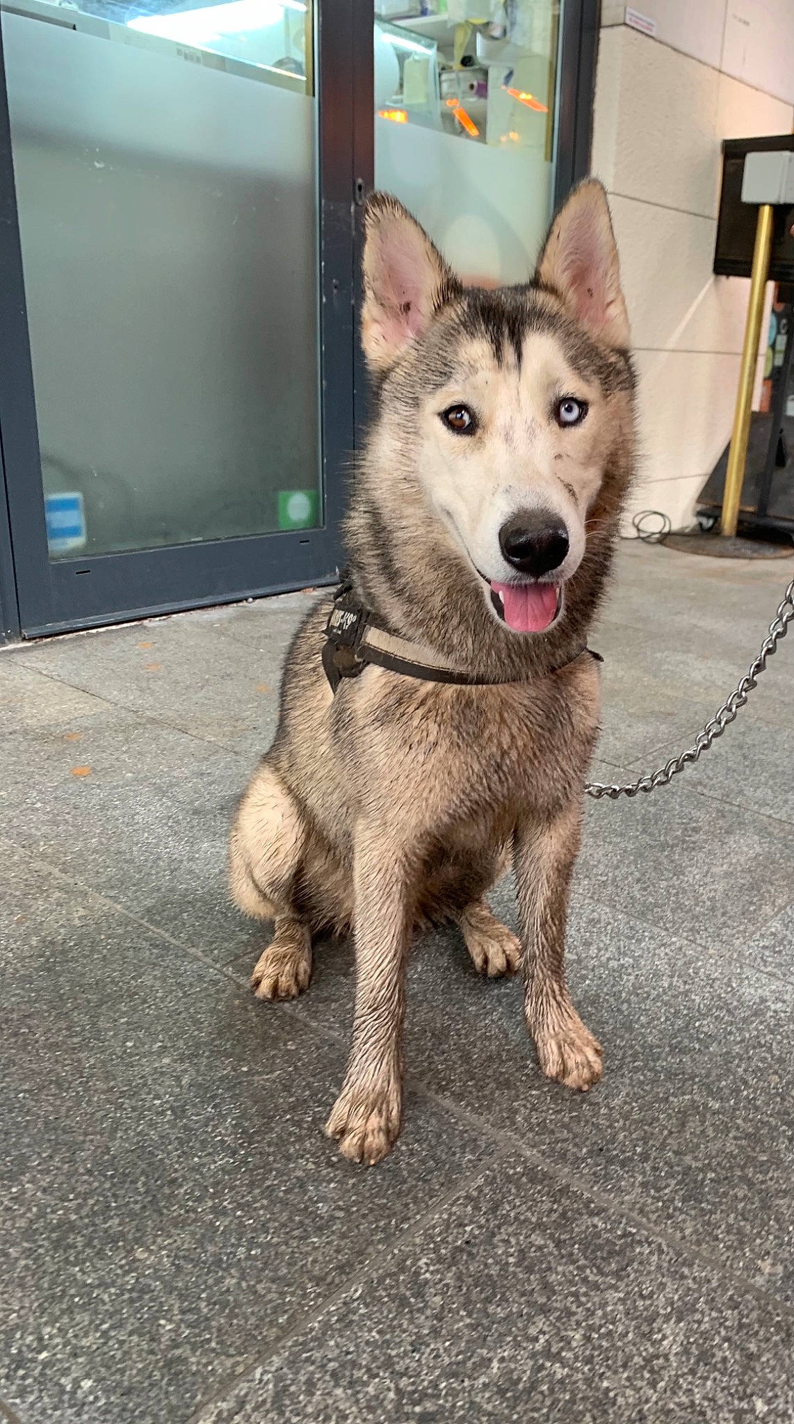 Kenji is registered to the contest to win money with this photo: canidae, canis, carnivore, collar, companion_dog, dog, dog_breed, fang, fawn, fur, leash, paw, road_surface, snout, sporting_group, street_dog, tail, terrestrial_animal, wolf, working_animal