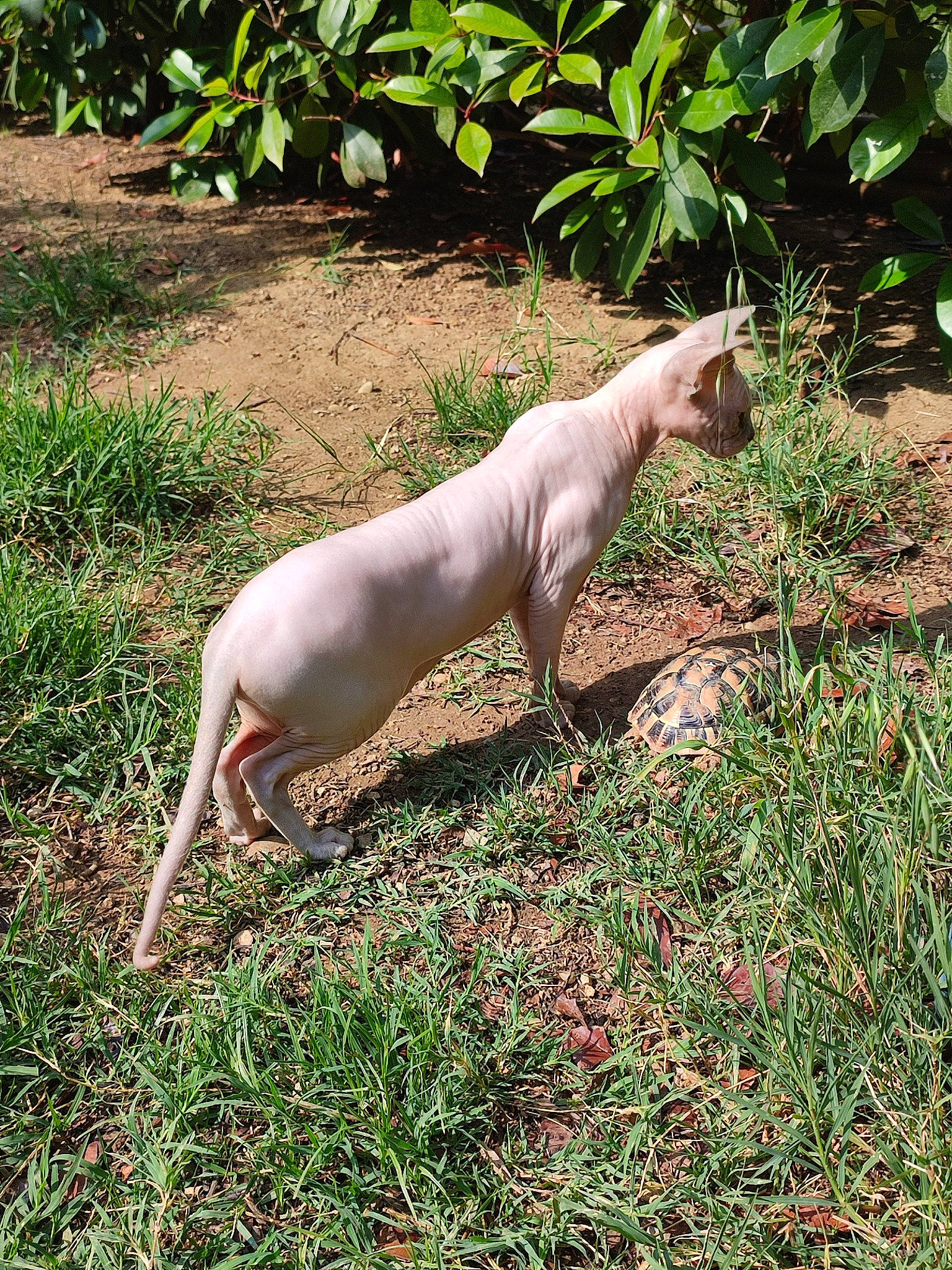 Purple participe au concours pour gagner de l'argent avec cette photo : canidae, carnivore, collar, companion_dog, dog, dog_breed, fawn, grass, groundcover, herb, hunting_dog, pasture, plant, snout, sporting_group, tail, terrestrial_animal, wildlife, working_animal