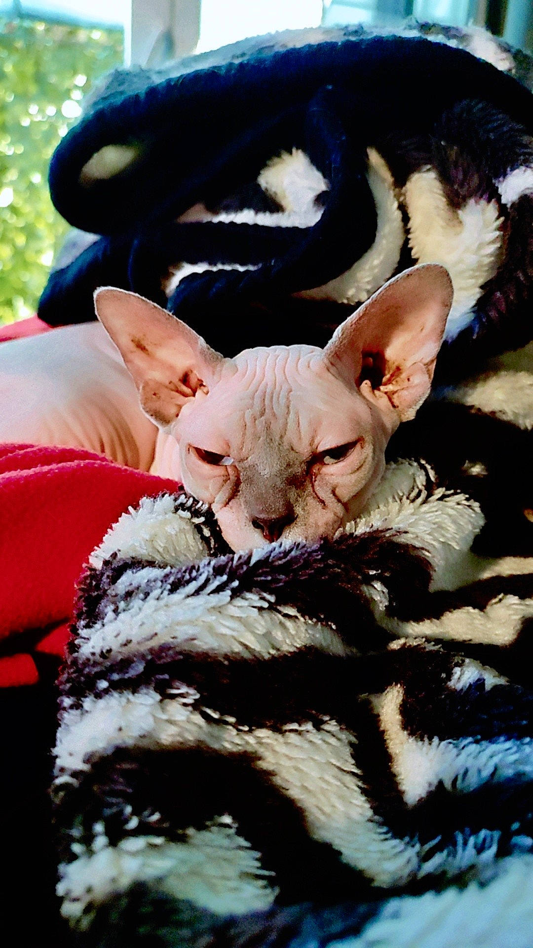 Purple participe au concours pour gagner de l'argent avec cette photo : canidae, comfort, companion_dog, dog_breed, ear, event, fawn, felidae, fur, grass, livestock, plant, snout, tail, terrestrial_animal, toy, vertebrate, whiskers, wildlife, working_animal
