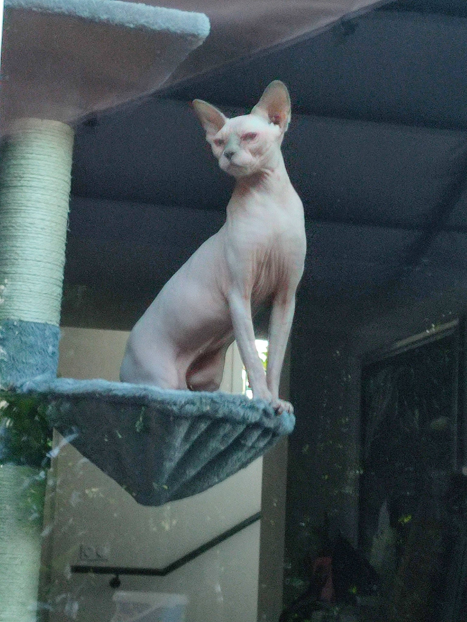 Purple a rejoint le concours — aidez-le/la à gagner de superbes lots ! art, canidae, carmine, carnivore, cat, devon_rex, dog_breed, donskoy, fang, fawn, felidae, non_sporting_group, peterbald, rex_cat, sculpture, small_to_medium_sized_cats, snout, tail, terrestrial_animal, whiskers