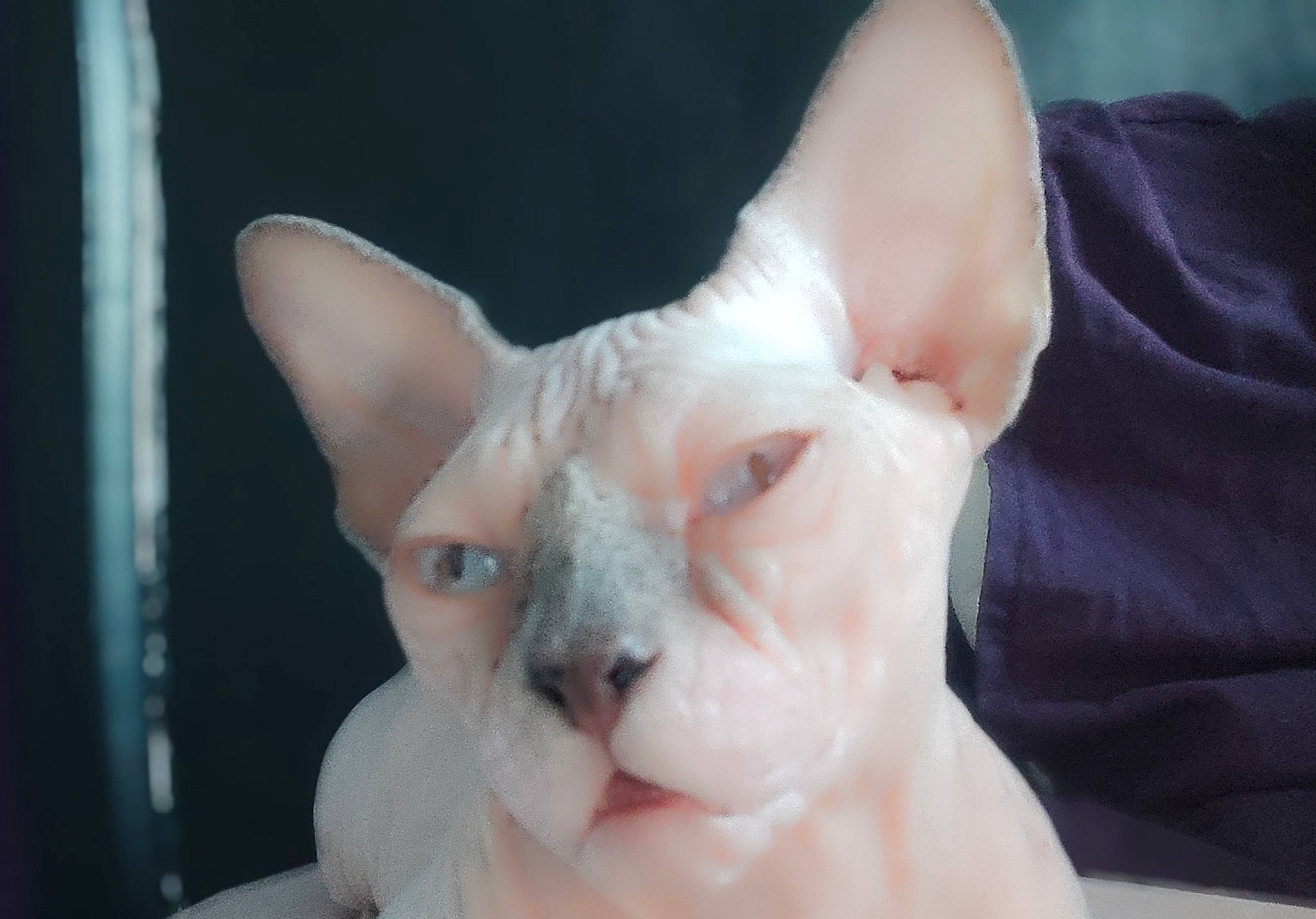 Purple participe au concours pour gagner de l'argent avec cette photo : carmine, carnivore, cat, close_up, donskoy, ear, eye, eyelash, fawn, felidae, flesh, fur, head, human_body, small_to_medium_sized_cats, snout, sphynx, tail, throat, whiskers