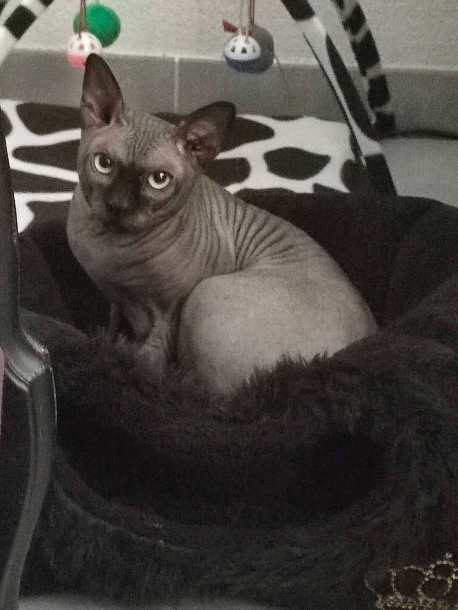 Soko participe au concours pour gagner de l'argent avec cette photo : art, artifact, carnivore, cat, comfort, devon_rex, domestic_short_haired_cat, fawn, felidae, fur, grey, monochrome, monochrome_photography, rex_cat, russian_blue, small_to_medium_sized_cats, snout, sphynx, terrestrial_animal, whiskers