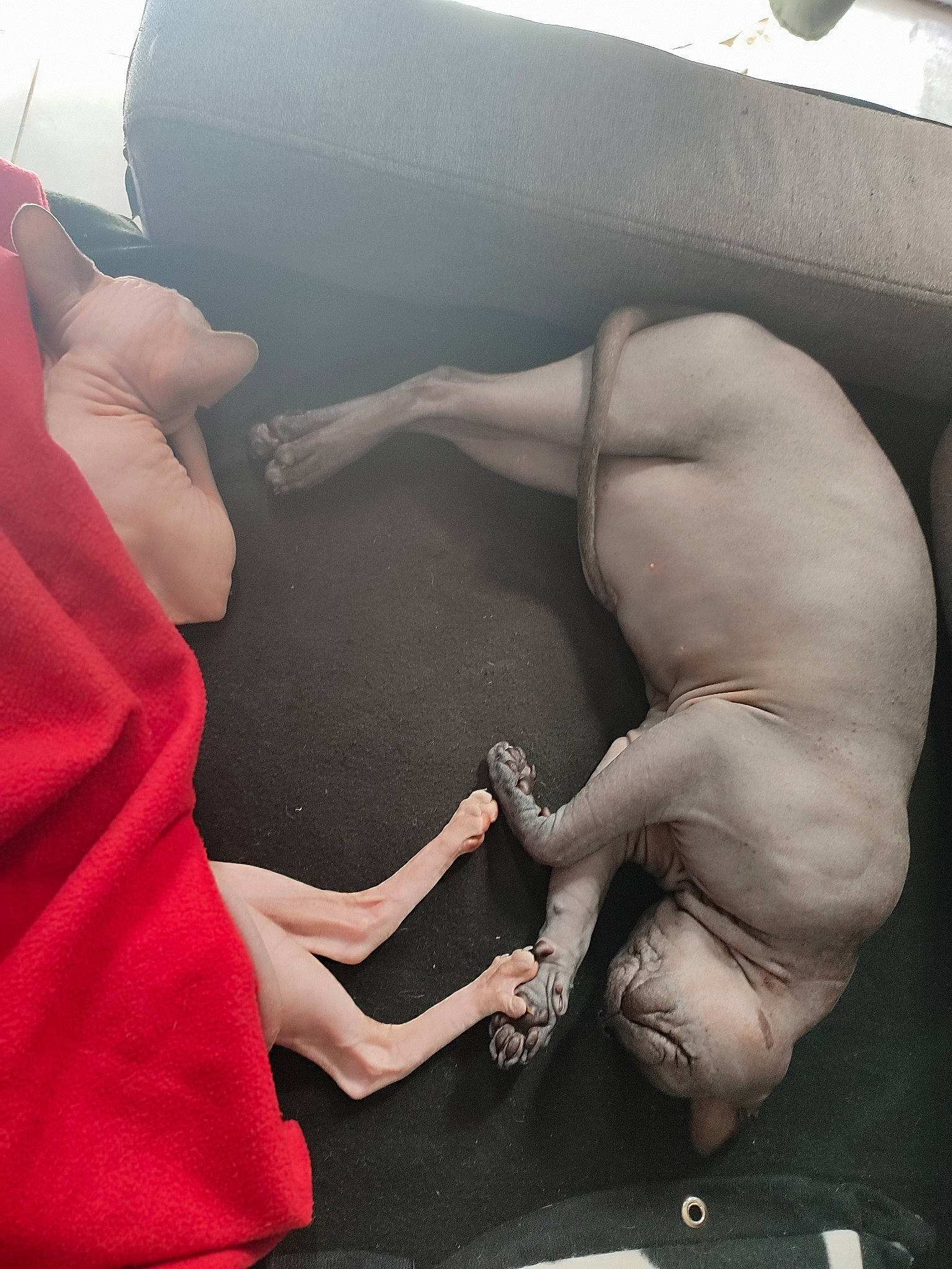 Soko a rejoint le concours — aidez-le/la à gagner de superbes lots ! art, calf, carmine, chest, comfort, elbow, fashion_accessory, finger, flesh, foot, gesture, hand, human_leg, joint, knee, nail, thigh, thumb, vehicle_door, wrist