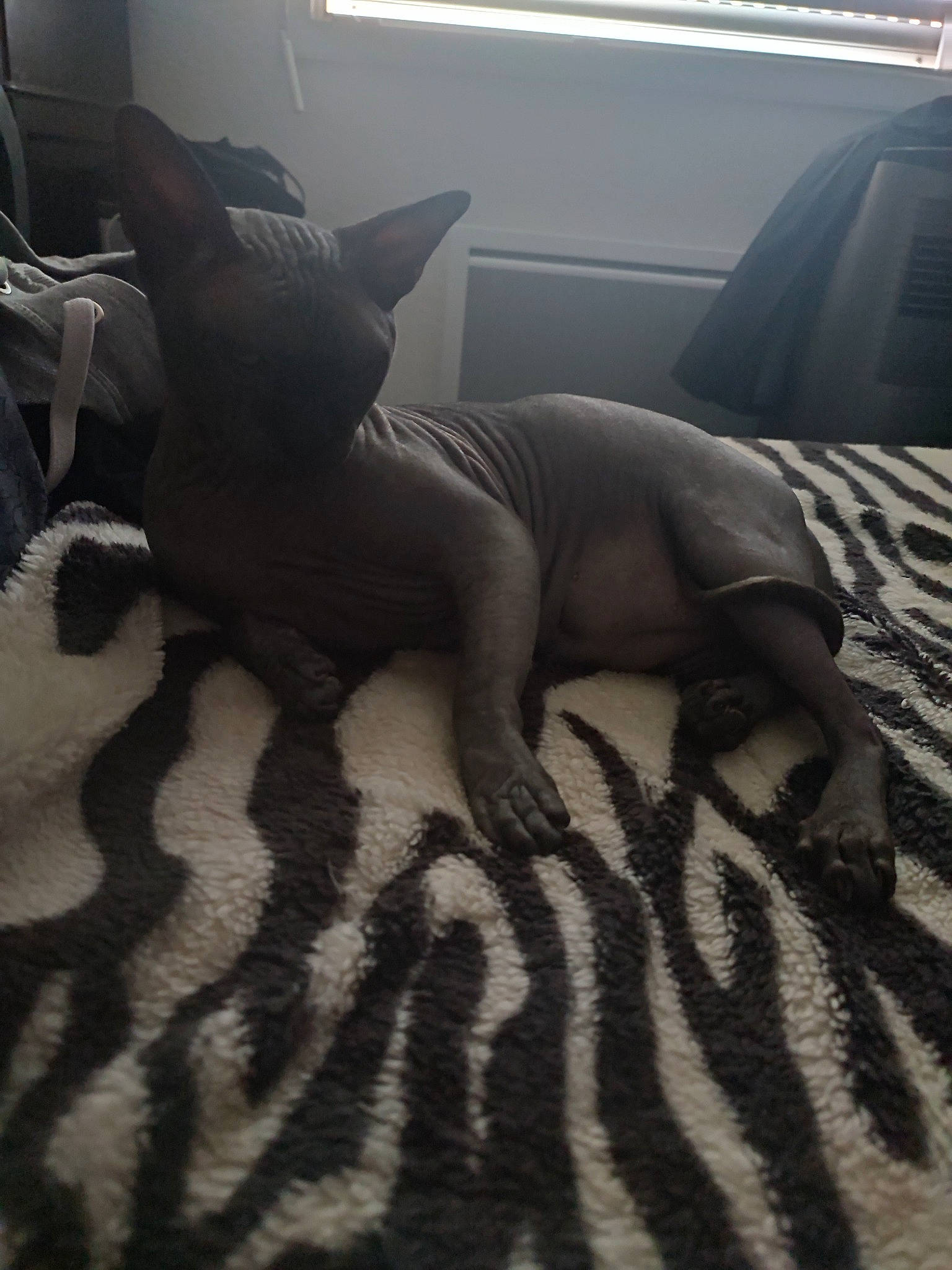 Soko participe au concours pour gagner de l'argent avec cette photo : canidae, carnivore, comfort, companion_dog, couch, dog_breed, fawn, felidae, flooring, grey, hardwood, linens, small_to_medium_sized_cats, snout, sporting_group, tail, tints_and_shades, whiskers, window, wood