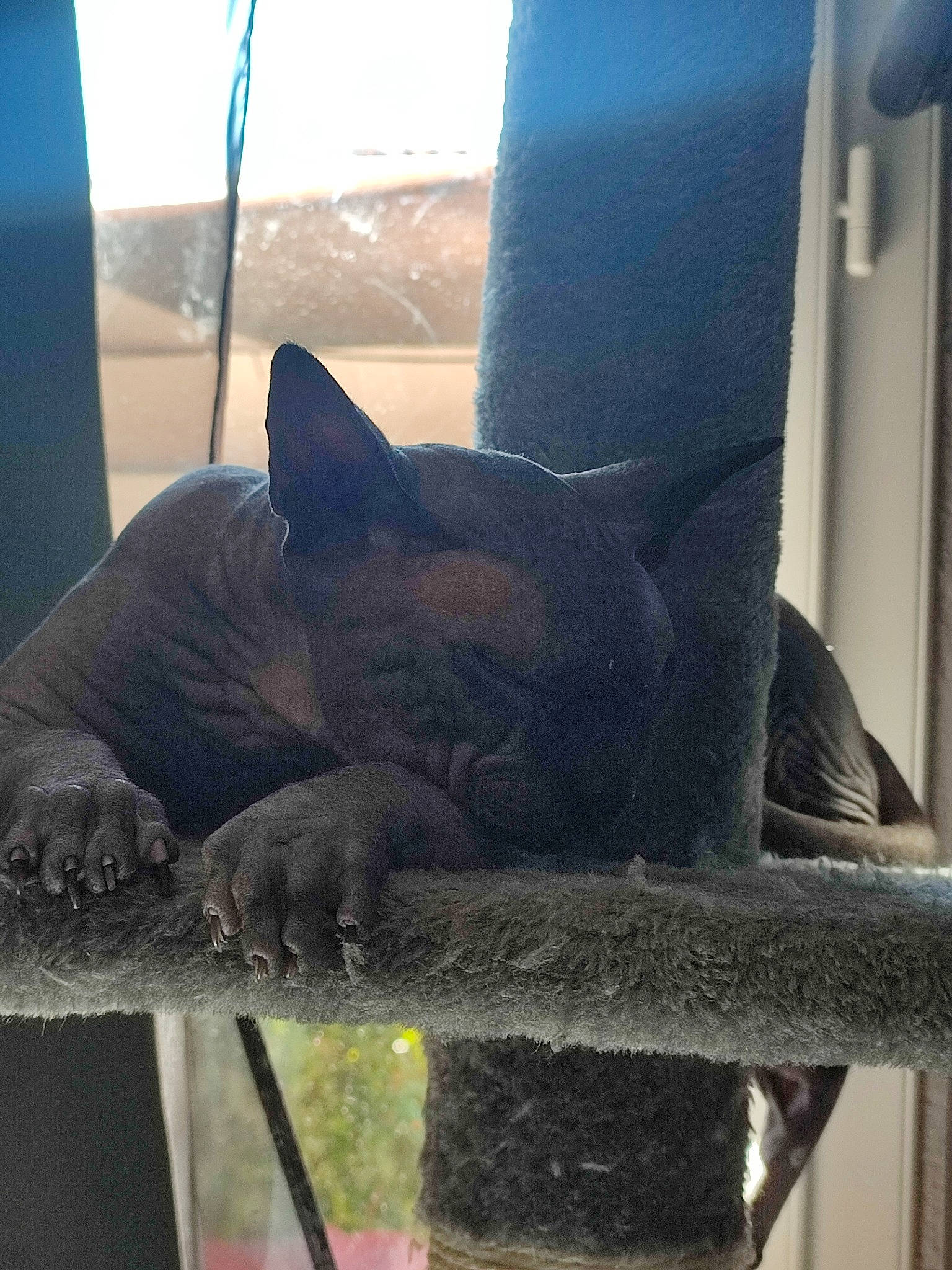 Soko participe au concours pour gagner de l'argent avec cette photo : black_cat, canidae, carnivore, cat, cat_supply, chair, comfort, companion_dog, dog_breed, domestic_short_haired_cat, fawn, felidae, fur, small_to_medium_sized_cats, snout, table, tail, terrestrial_animal, whiskers, window