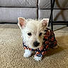 adorable, animal, carpet, costume, couch, curious, cute, dog, ears, floor, fur, furniture, halloween, indoor, pet, pumpkin_print, puppy, small_dog, table, white_dog