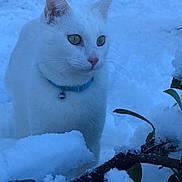 Snow a rejoint le concours — aidez-le/la à gagner de superbes lots ! cat, white_cat, snow, collar, bell, outdoor, winter, green_eyes, animal, nature, plant, branch, leaf, curious, pet, feline, cold, fur, closeup, quiet