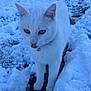 Snow a rejoint le concours — aidez-le/la à gagner de superbes lots ! cat, white_cat, snow, outdoor, path, animal, pet, winter, licking, collar, bell, garden, feline, fur, green_eyes, nature, cold, walking, person, background