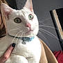 Snow participe au concours pour gagner de l'argent avec cette photo : cat, white_cat, pet, indoor, green_eyes, collar, bell, person_holding, fur, whiskers, cute, animal, domestic_cat, curious, closeup, face, paw, hand, soft, feline