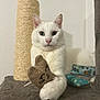 white_cat, cat, cat_tree, scratching_post, toy, fabric_toy, paw, indoor, cozy, pet, feline, animal, cute, relaxed, cushion, patterned, home, domestic, playful, resting