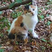 Hablet And a rejoint le concours — aidez-le/la à gagner de superbes lots ! kitten, calico, cat, forest_floor, leaves, greenery, nature, outdoor, animal, wildlife, young_animal, curious, feline, brown, white, black, small, sitting, tilted_head, eyes